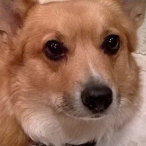 Meet your Posher, Trudy